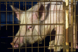 Дешёвая свинина наполняет эстонский рынок
